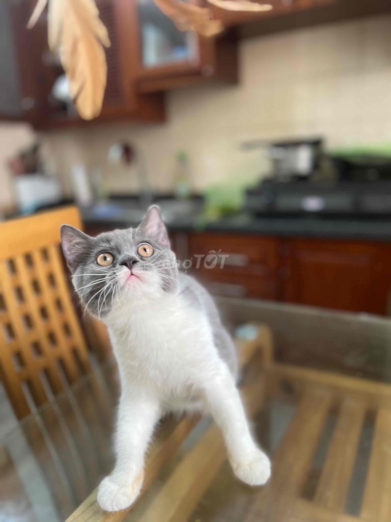 bé bi đực 3th mèo nhà đẻ