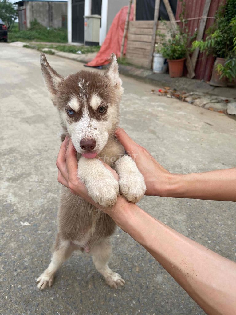 Đàn chó husky đã có sổ tiêm,bố mẹ nhà nuôi từ bé