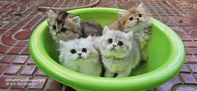 Mèo Anh lông ngắn nhiều màu