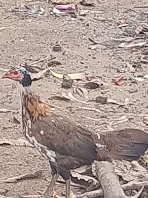 Ban hoac giao ga kieng. Mua bán Gà tại Huyện Chợ Mới An Giang được đăng bởi Tâm Xì