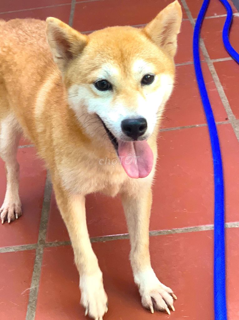 Chó Shiba Inu Cái Thuần chủng VKA. Mua bán Chó tại Quận 7 Tp Hồ Chí Minh được đăng bởi Ngân Anh hình 1