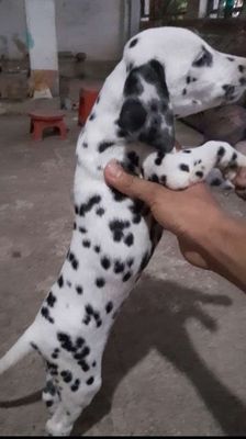 Chó Đốm Dalmatian Vip cực phẩm
