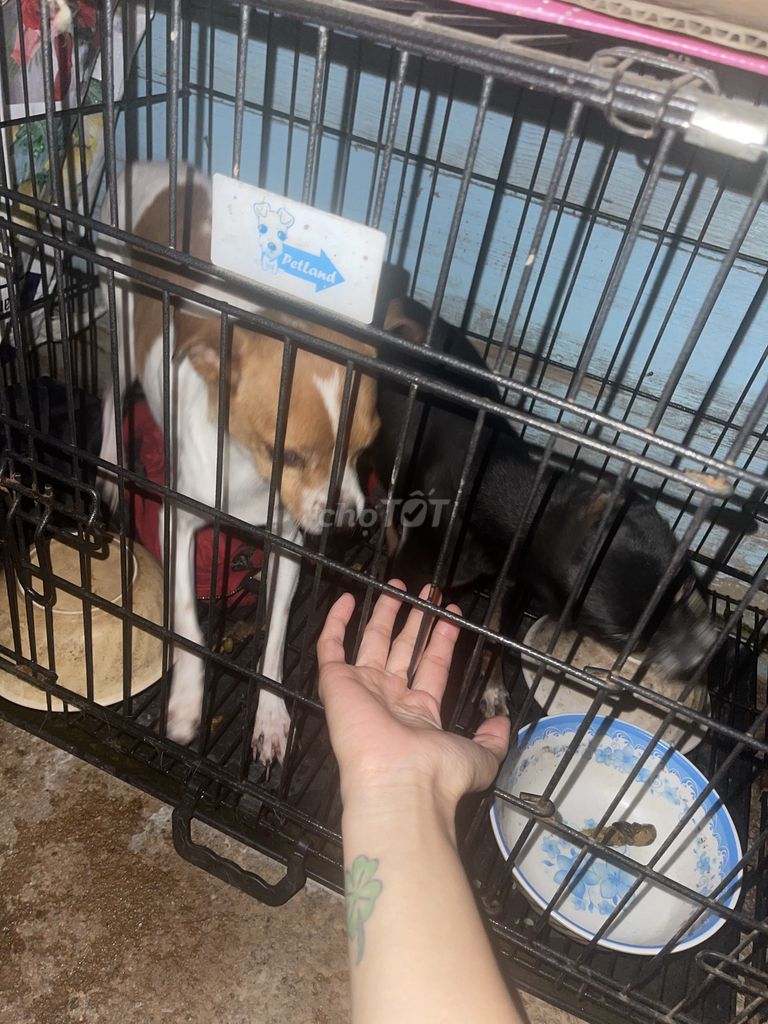 Chó Phốc hươu trưởng thành. Mua bán Chó tại Thành phố Đà Lạt Lâm Đồng được đăng bởi Trang Huynh hình 1