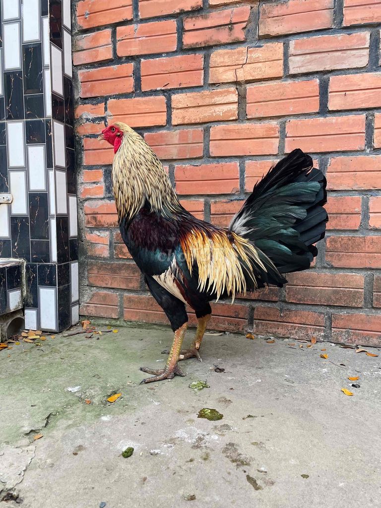 Chuối Chân Xanh - 🐔 Hiện 3kg150. . Trạng 3kg2. Mua bán Gà tại Thị xã Tân Châu An Giang được đăng bởi Gà Đá TânChâu hình 1