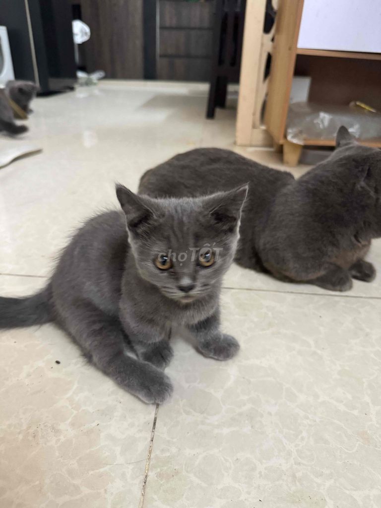 Mèo Munchkin Thuần Chủng. Mua bán Mèo tại Quận 7 Tp Hồ Chí Minh được đăng bởi Võ Chấn Giang hình 3