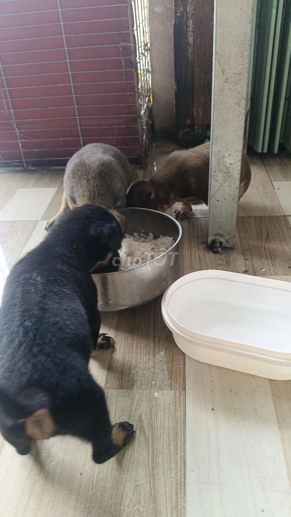 Chó Poodle con Đen, Nâu 3 bé. Mua bán Chó tại Quận Ninh Kiều Cần Thơ được đăng bởi bảo hình 1