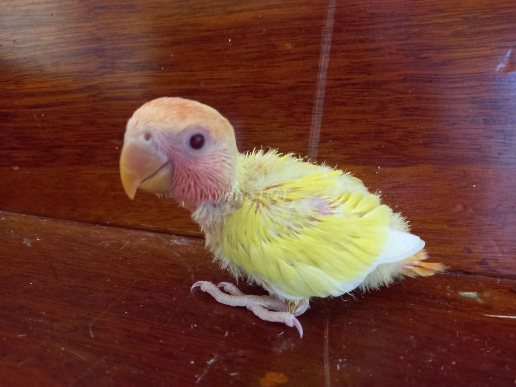 Vẹt Lovebird Nhiều màu. Mua bán Chim tại Thị xã Gò Công Tiền Giang được đăng bởi Thanh hình 1