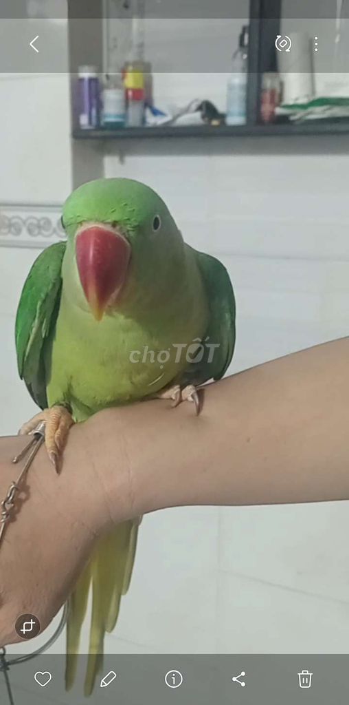 Chim cảnh Xanh lá. Mua bán Chim tại Huyện Hóc Môn Tp Hồ Chí Minh được đăng bởi caoky hình 1