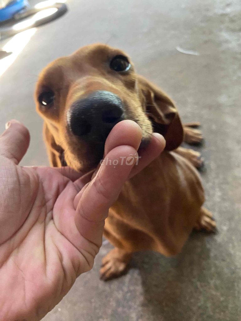 Lạp xưởng cái PHỐI LIỀN H nay. Mua bán Chó tại Quận 3 Tp Hồ Chí Minh được đăng bởi Lê khanh hình 1