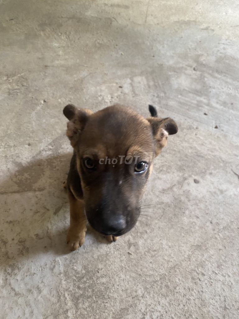 Chó Phú Quốc cái Vện Vàng. Mua bán Chó tại Thành phố Trà Vinh Trà Vinh được đăng bởi Chí cường hình 1