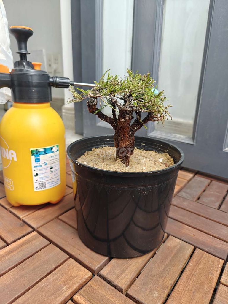 Kim sa tùng bonsai mini