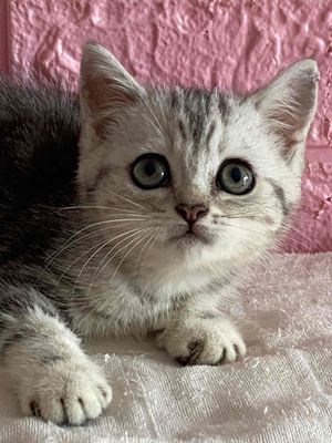 Mèo anh lông ngắn xọc dưa cái