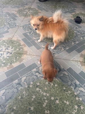 còn 1 cún đực mẹ phoc soc bố phoc huou. Mua bán Chó tại Huyện Gia Lâm Hà Nội được đăng bởi Thanh