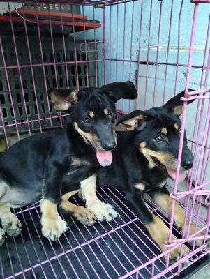 Chó berger lai Rottweiler to con canh nhà lưỡi đốm. Mua bán Chó tại Quận 12 Tp Hồ Chí Minh được đăng bởi Huỳnhpetshop