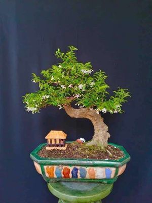 Cây Mai Chiếu Thủy bonsai cao 40cm