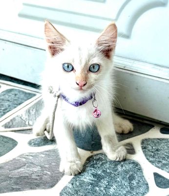 Mẻo nga mát ngọc. Mua bán Mèo tại Quận Tân Bình Tp Hồ Chí Minh được đăng bởi Phương