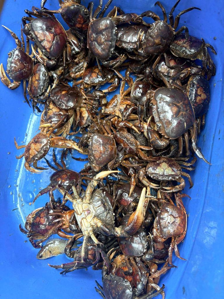 Cua đồng Sống. Mua bán Đồ ăn, thực phẩm và các loại khác tại Huyện Cần Giuộc Long An được đăng bởi Hoàng Phúc  hình 1
