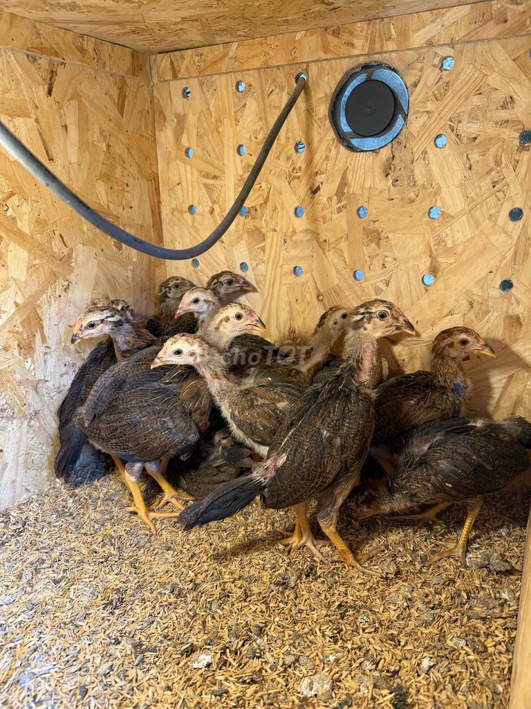 (Đã bán) Gà mái con F1, cha mẹ Hatch_Asil_Jap.... Mua bán Gà tại Huyện Hóc Môn Tp Hồ Chí Minh được đăng bởi Trại gà nhập  hình 3