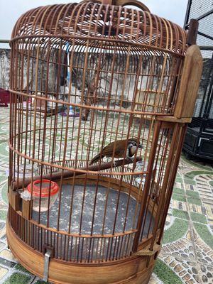 Chim Khướu màu Nâu