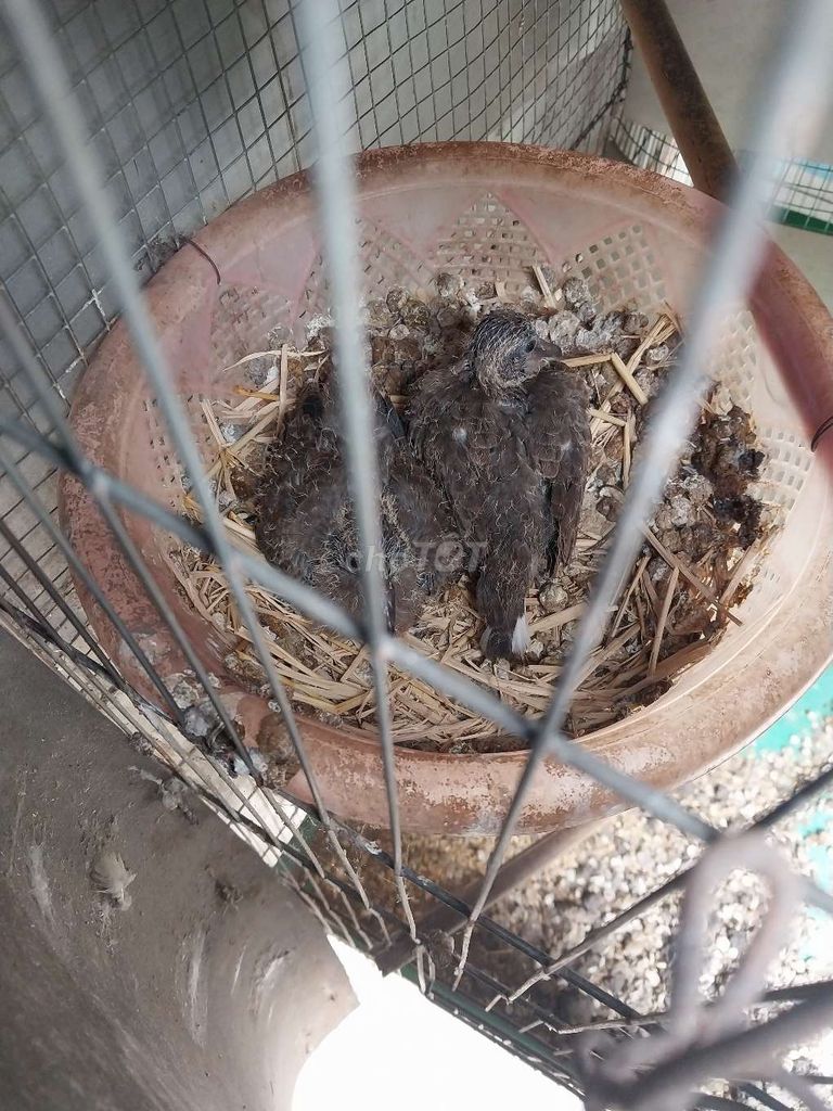 Chim cu còn đúc. Mua bán Chim tại Huyện Đức Hòa Long An được đăng bởi Gia Hân hình 1