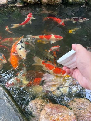 Cá Koi Nhật Bản Đa sắc Nhỏ