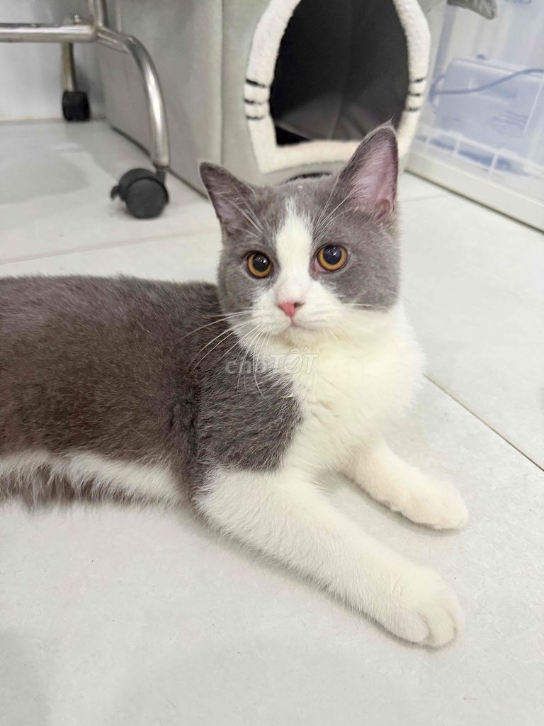 Mèo Anh thuần Bicolor. Mua bán Mèo tại Quận Phú Nhuận Tp Hồ Chí Minh được đăng bởi Hoàng Minh hình 1