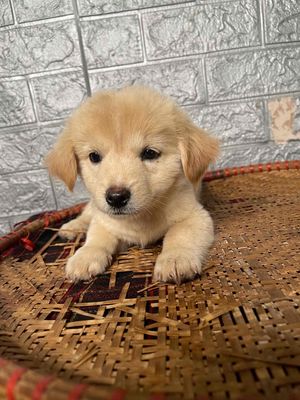corgi lai nhật. Mua bán Chó tại Thành phố Biên Hòa Đồng Nai được đăng bởi văn minh