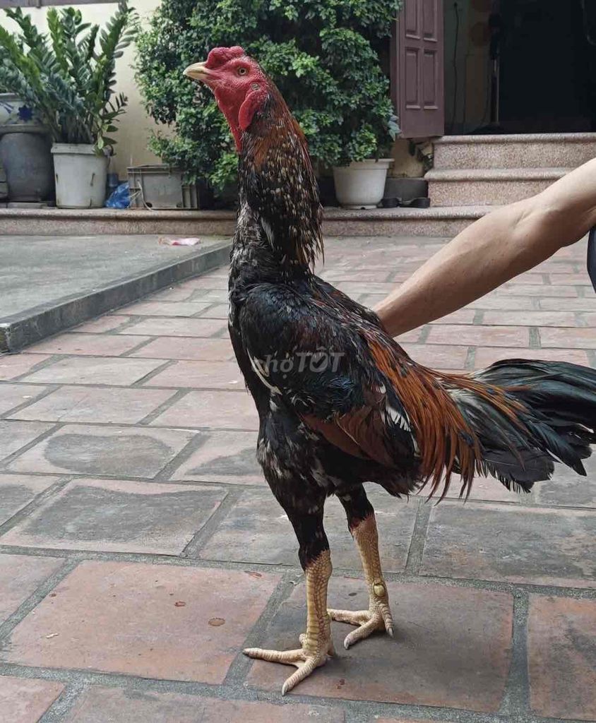 Gà chọi Tía Đực 2.8kg đòn búa tạ. Mua bán Gà tại Huyện Mê Linh Hà Nội được đăng bởi Nguyễn trung hiếu hình 1