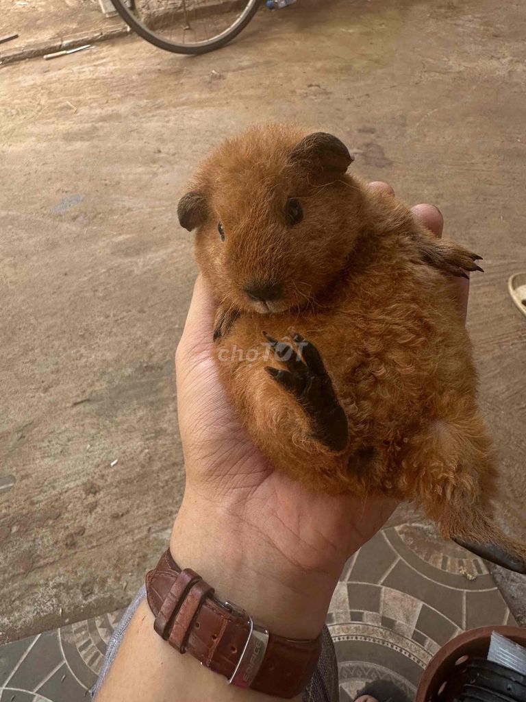 Chuột lang nhiều màu. Mua bán Thú cưng khác tại Huyện Cẩm Mỹ Đồng Nai được đăng bởi Quando hình 1