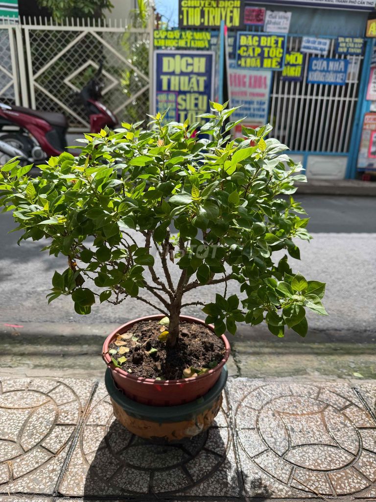 Cây hoa giấy mĩ, đang ôm nụ. Mua bán Cây cảnh, đồ trang trí tại Quận Ninh Kiều Cần Thơ được đăng bởi ĐTDĐ HỒNG ĐĂNG hình 1