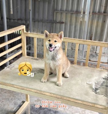 chó Shiba inu thuần chủng Cái - làm giấy được. Mua bán Chó tại Thành phố Thủ Đức Tp Hồ Chí Minh được đăng bởi My Nguyễn