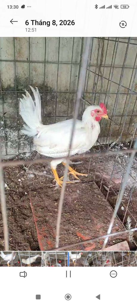 Gà giống trắng. Mua bán Gà tại Huyện Cờ Đỏ Cần Thơ được đăng bởi pêru kensol mung hình 1