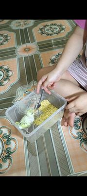 Bạn vẹt yến phụng thuần dành cho các bạn nhỏ chơi