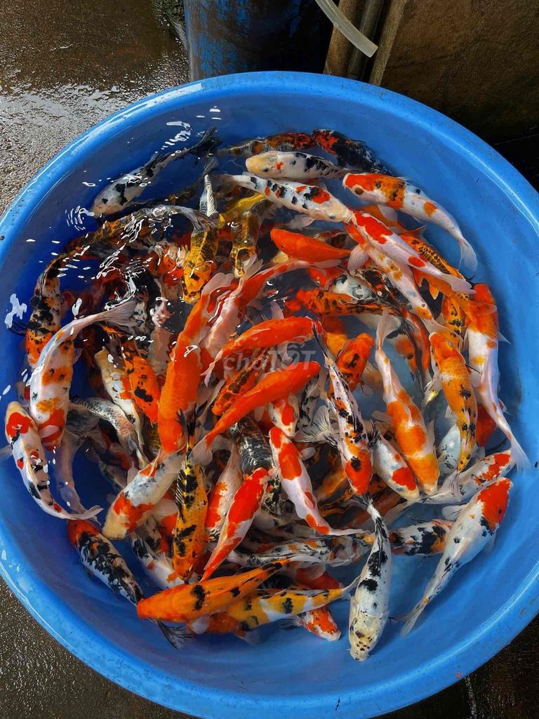 Cá KOI mini 15-25cm giá cân kí, ship toàn quốc. Mua bán Thú cưng khác tại Thành phố Thủ Đức Tp Hồ Chí Minh được đăng bởi Nguyen Sang hình 1