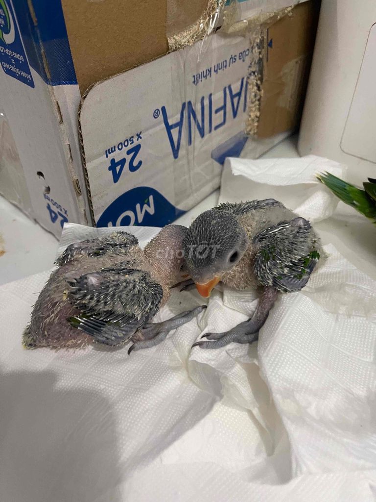Vẹt non Xám dễ huấn luyện. Mua bán Chim tại Thành phố Thủ Đức Tp Hồ Chí Minh được đăng bởi Mẫn Lê hình 1