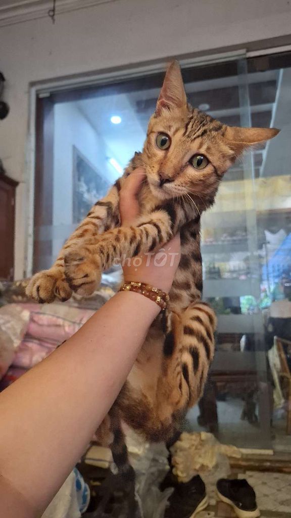 Mèo Bengal đực . Mua bán Mèo tại Quận Hoàng Mai Hà Nội được đăng bởi Thu Sẽ Gầy hình 1