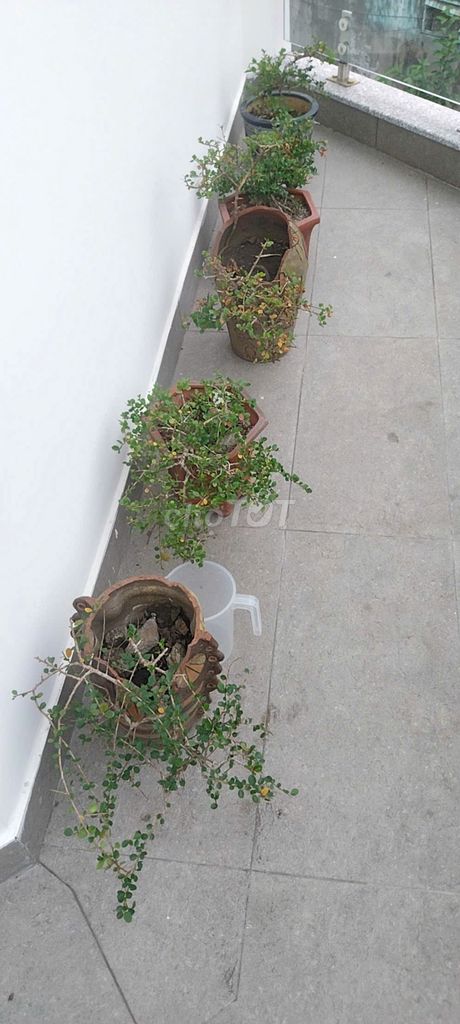 Bán lại cây Sam Núi. Mua bán Cây cảnh, đồ trang trí tại Quận Bình Tân Tp Hồ Chí Minh được đăng bởi Quoc hình 1