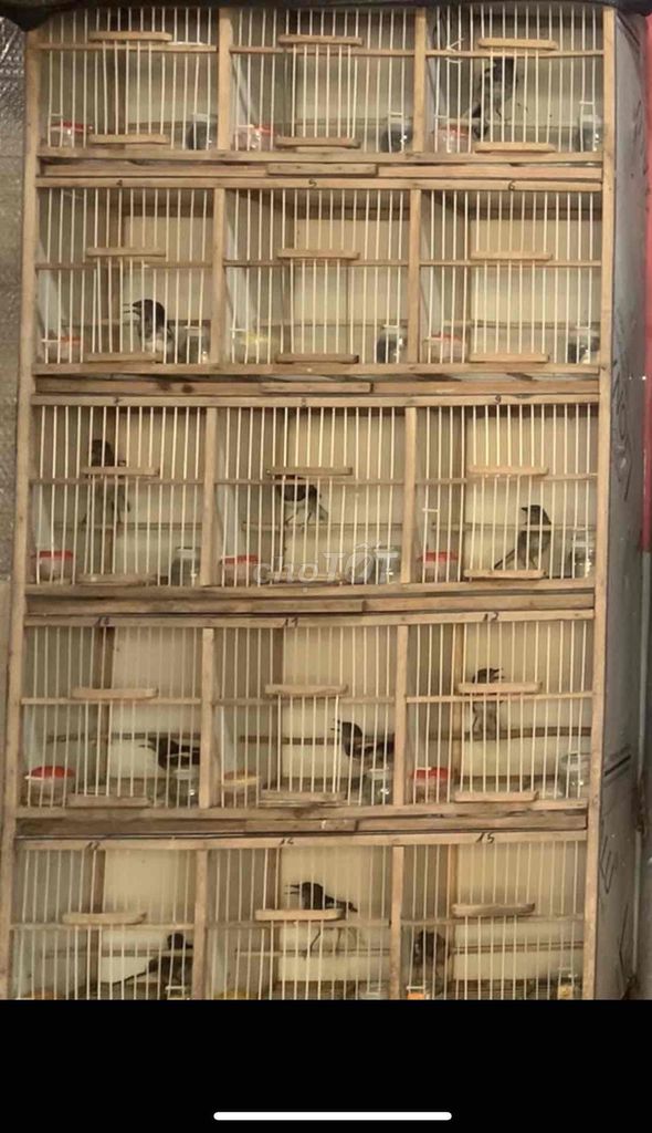 Lồng chim gỗ Nâu Cổ điển cho chim cảnh. Mua bán Phụ kiện, Thức ăn, Dịch vụ tại Quận Hà Đông Hà Nội được đăng bởi Ngô Hiếu hình 1