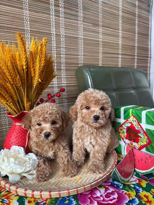 Poodle thuần chuẩn , rẻ , đẹp