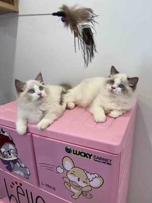 bé Mèo Ragdoll thuần chủng tìm gia đình. Mua bán Mèo tại Quận Nam Từ Liêm Hà Nội được đăng bởi Bảo Ngọc