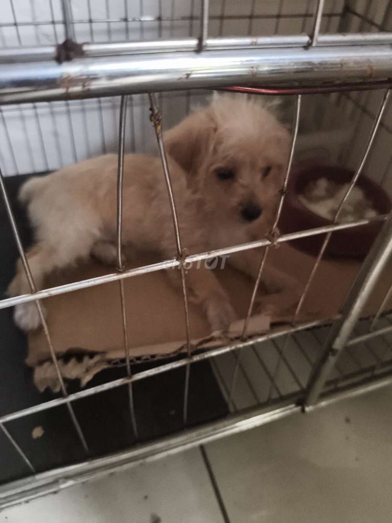 Chó Poodle Vàng kem. Mua bán Chó tại Huyện Gia Lâm Hà Nội được đăng bởi Tiến Lê quốc hình 1