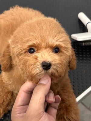Chó Poodle Tini chân lùn mõm ngắn