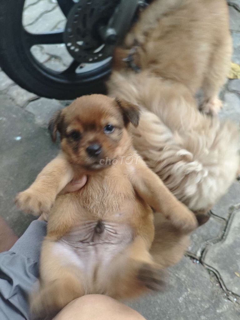 Chó con cái + đực màu Nâu. Mua bán Chó tại Quận Cẩm Lệ Đà Nẵng được đăng bởi Quat Huu hình 1