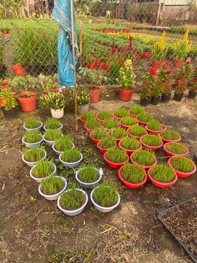 Cây cảnh Hoa mào gà Đỏ, lúa, hoa thọ tết. Mua bán Cây cảnh, đồ trang trí tại Thị xã Tân Uyên Bình Dương được đăng bởi Trúc Mi hình 1