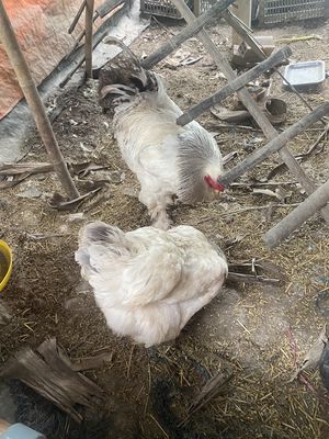 Cần bán cặp ga kỳ lân. Mua bán Gà tại Quận Thốt Nốt Cần Thơ được đăng bởi chien mai quan