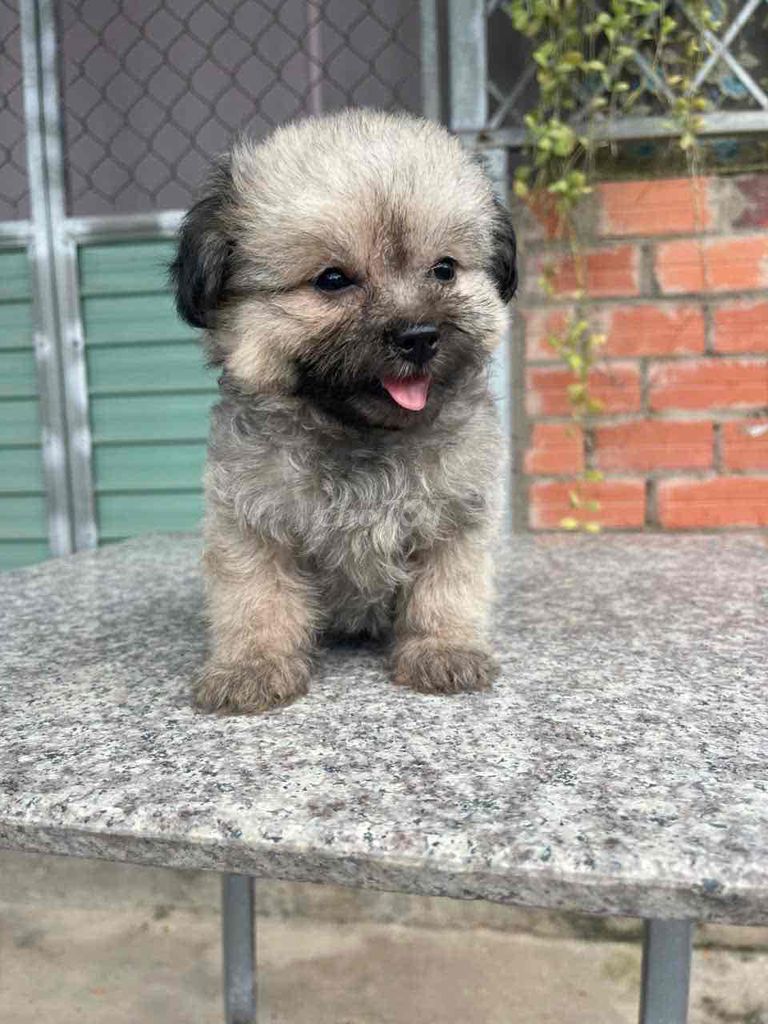 Chó Poodle đực cái 2 tháng tuổi. Mua bán Chó tại Huyện Mang Thít Vĩnh Long được đăng bởi Nam hình 1