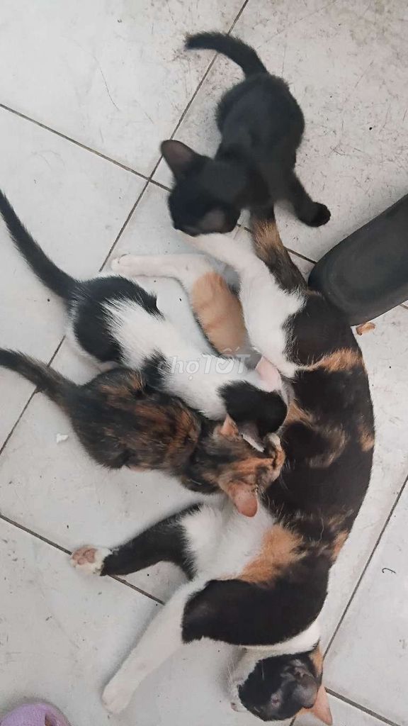Mèo con Đen trắng, tam thể. Mua bán Mèo tại Thành phố Thủ Dầu Một Bình Dương được đăng bởi Huy Nguyễn hình 1