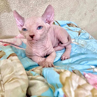 Mèo Sphynx Hồng mắt Xanh biếc