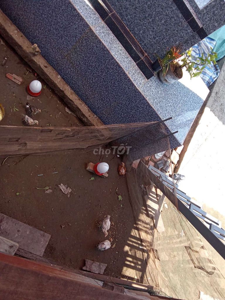 Gà ta dai ngon. Mua bán Gà tại Huyện An Phú An Giang được đăng bởi Đon Võ hình 1