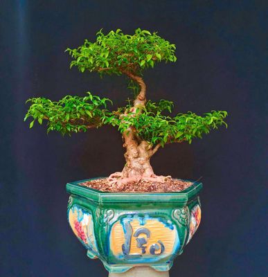 Cây Mai Chiếu Thủy bonsai. Mua bán Cây cảnh, đồ trang trí tại Huyện Hóc Môn Tp Hồ Chí Minh được đăng bởi Xuân Quang 55